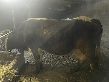 мака сатылат: Продаються карова стельная 7 мес от чистакровного швица
Прошу 165 — 1