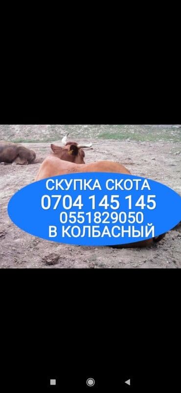 дом для животных: Куплю | Коровы, быки, Лошади, кони, Другие с/х животные | Круглосуточно, Любое состояние, Забитый — 1