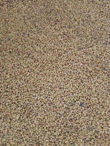 Садовые инструменты и инвентарь: Семена кормовых растений: Люцерна — 2