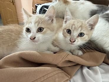 Кошка даром: Беспородная, 2 месяца, Девочка, Приучена к лотку