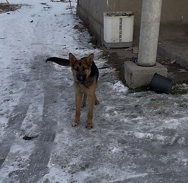 японская собака акита: Чистокровный немецкий овчарка 7-месяц (самец) С прививкой. Немецкая — 4