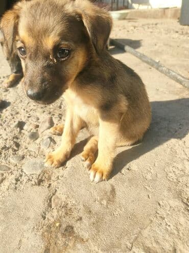 продажа щенков мопса: Отдаю бесплатно. стерилизацию и кастрацию гарантирую бесплатно. не — 2