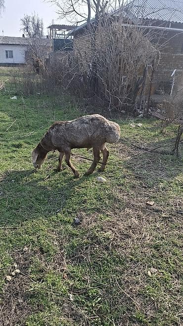 Услуги ветеринара: Продаю | Баран (самец) | Эдильбаевская | Для разведения — 6