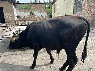 кукуруза на продажу: Продаю | Бык (самец) | На откорм | Привязанные — 7