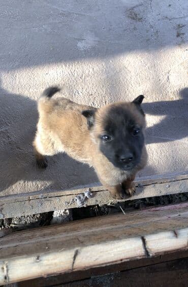 отдам в добрые руки котенка: Бельгийская овчарка, 1 месяц, Самец — 3