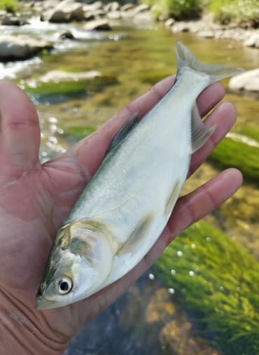 аквариум балыгы: Свежий — 1