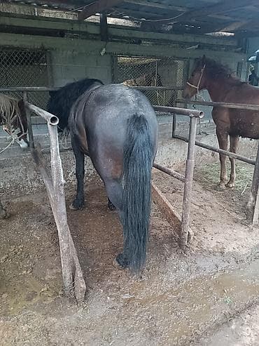 Сатам | Байтал | Жумушка | Асыл тукумдуу — 2