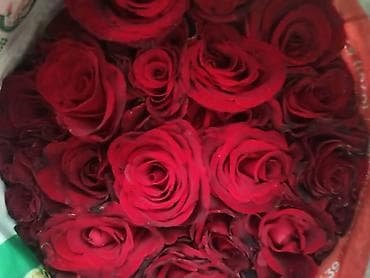 Бөлмө өсүмдүктөрү: Акция 51 роза 1900‼️Дешево Розы букеты оптом и в розницу 24/7 доставка — 5