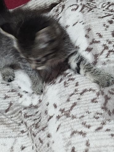 Вязка кошек: Котята домашние - На фото — пушистые котята серого и дымчатого окраса — 7