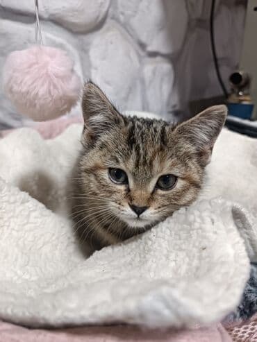 домик для котят: Кошка даром: Скотиш Фолд (Шотландская вислоухая), Девочка — 1