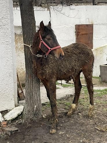 кара беде люцерна: Продаю | Жеребенок | Рабочий — 2