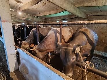 куплю быков село ленинское: Продаю | Бык (самец) | Привязанные — 1