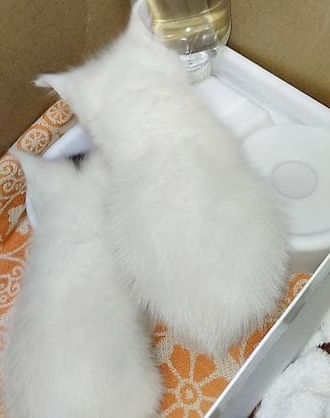 продаю индюка: Ангорская, 2 месяца, Мальчик, Белый — 3