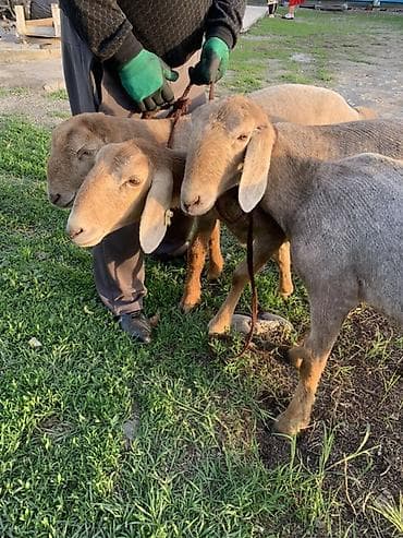 собачий мясо: Продаю | Ягненок | Эдильбаевская | Для разведения | Племенные — 3