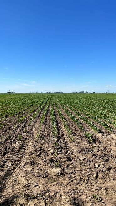 Продаю землю 3 га, доля, ширина 27, длина 1110 метров, возле авторынка