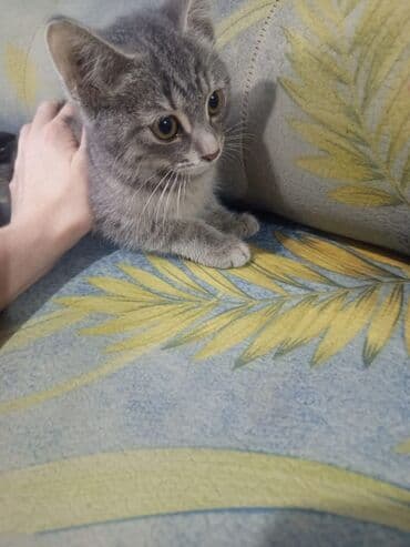 рэгдолл кошка: Котята, домашние. На выбор несколько малышей: - Светлый котенок с — 3