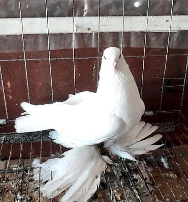 сколько стоит голубой ара: Бакинские по 300 сом. Северокавказский голубь самец 1500 сом. пара — 6