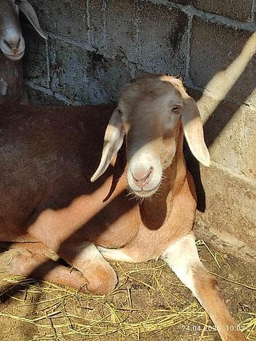 кошка тайская: Продаю | Овца (самка) | Для разведения | Ярка — 1