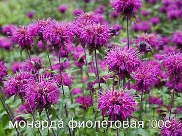 Капуста: Все растения что на фото есть в наличии. Цены указаны, по всем — 3