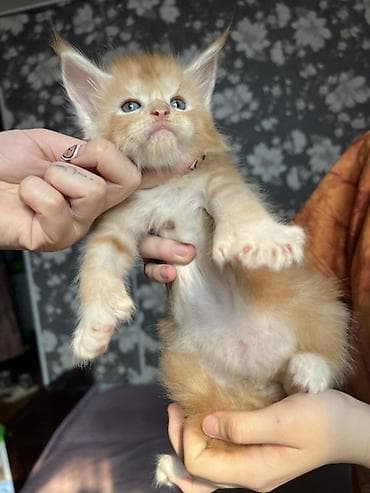 сингапурская кошка купить: ✨ Эксклюзивные полидактильные мейн-куны ✨ Предлагаются к продаже — 9