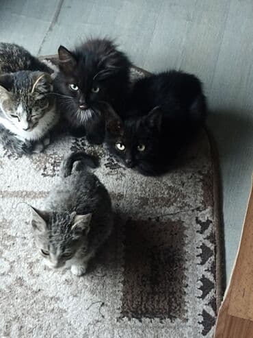 домашние кошки: Котята, помёт из нескольких малышей разной окраски: - Двое черных — 1