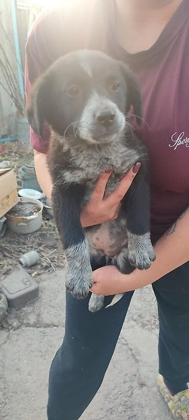 Собака даром: Дворняжка, 2 месяца, Самка