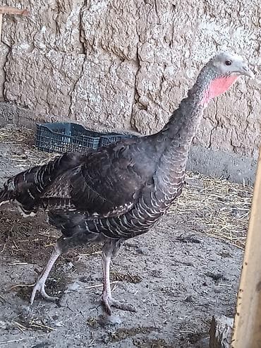 кошки бишкек: Продаю | Инкубационные яйца | Для разведения | Племенные — 3