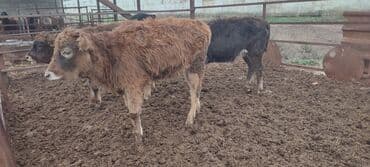 продаю в связи с переездом: Продаю | Музоо, торпок | Искусственник — 8