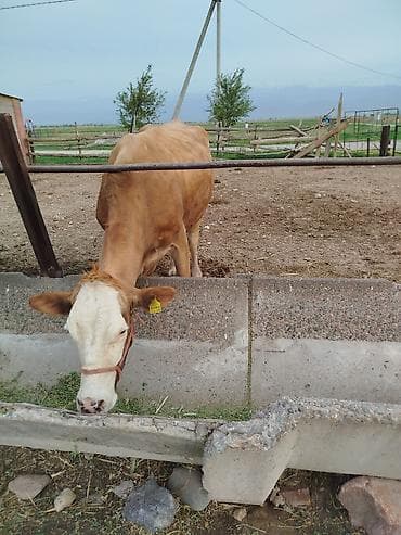 Үй жаныбарлары: Сатам | Уй (ургаачы) | Сүт алуу үчүн | Музоологондон кийин — 6