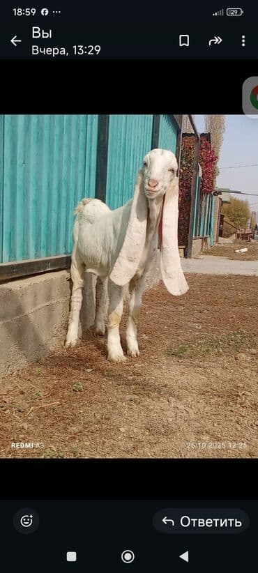 ит кыргыз добот: Продаю | Козёл (самец) | Камори | Для разведения — 2