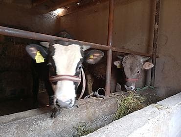 Корма для с/х животных: Продаю | Бык (самец) | Полукровка | На откорм | Привязанные — 2