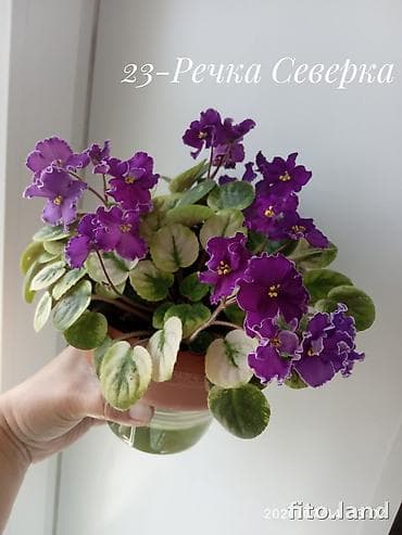 растения в аквариум: В продаже детки стартеры, взрослые сортовые фиалки, Отправка по — 8