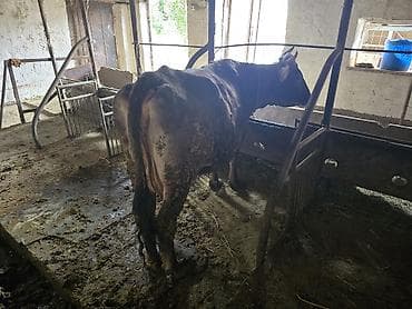 продажа кукуруза: Продаю | Корова (самка) | Полукровка | Для молока — 2