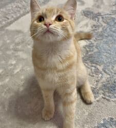 carters для мальчика: Рыжий полосатый котёнок - Окрас: тёплый абрикосовый/рыжий табби с — 5