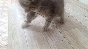 свинкс кошка: Кошка даром: Беспородная, Девочка — 4