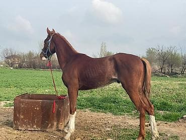 гончие собаки: Продаю | Жеребенок | Полукровка | Конный спорт — 2