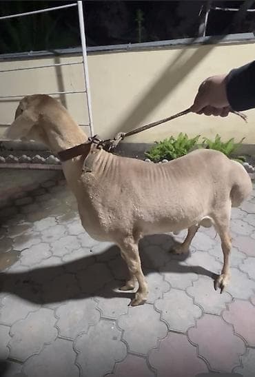 Продаю | Баран (самец) | Арашан | Для разведения | Племенные