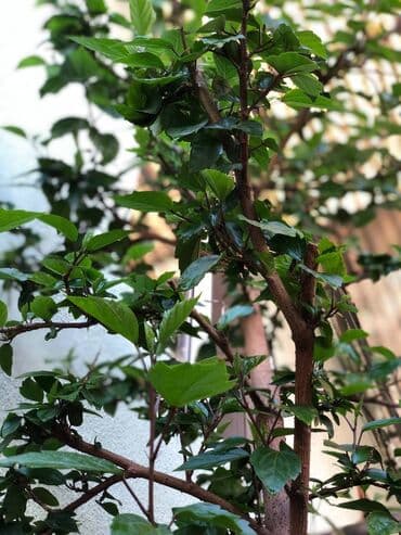 метровые розы бишкек: Китайская роза, высота растения от пола: 1.85. Ухоженное — 3