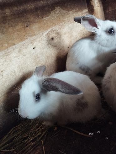кой эдилбай: Кролики породы бабочка 
звонить и писать на номер  — 2