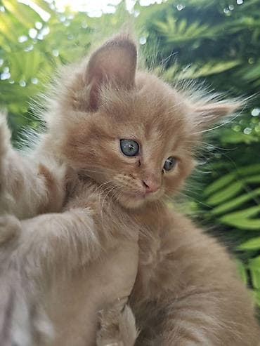 товары для кошек: Мейн-кун, 1 месяц, Мальчик, Рыжий, Приучена к лотку, Проглистована — 5