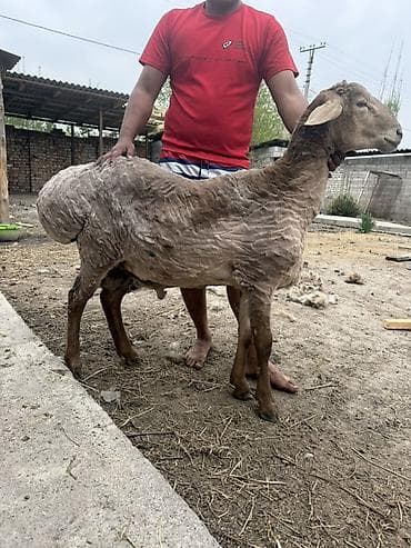 продать животных: Продаю | Баран (самец) | Арашан | Для разведения | Племенные — 2