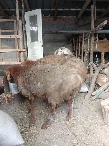 хохлатая собака: Продаю | Ягненок | Для разведения | Племенные — 4