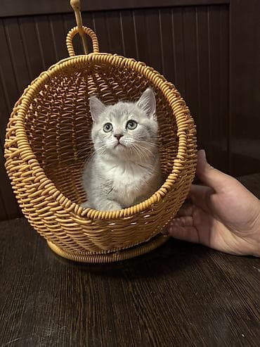 кошка шотланка: Скотиш Страйт (Шотландская прямоухая), 2 месяца, Девочка — 8