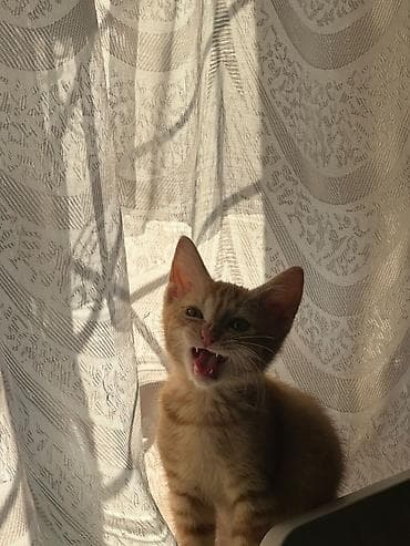 маленькие котята: В Добрые руки. БЕСПЛАТНО!!! 2 котёнка, 2 мальчика - серенький с — 2
