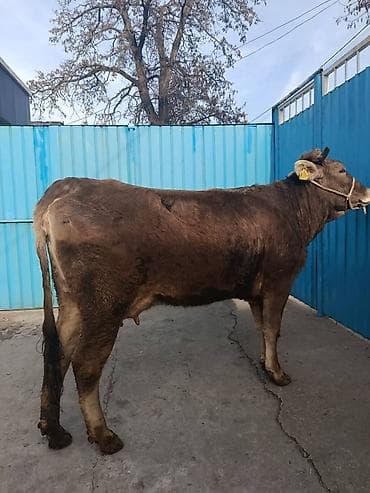 ящики для пчел: Продаю | Корова (самка) | Для молока | После отела — 2