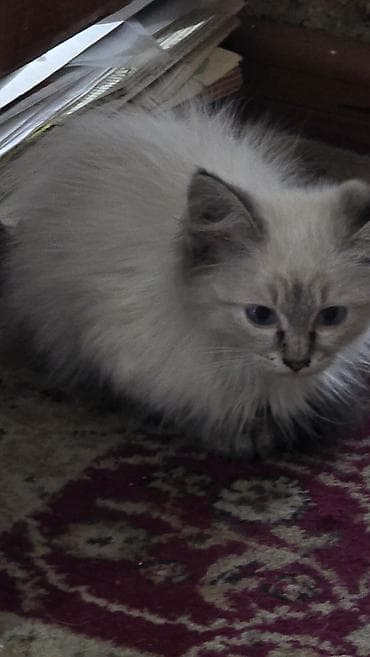 отдам даром котенка бишкек: Кошка даром: Беспородная, 3 месяца, Девочка — 2