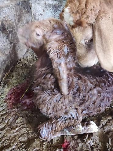 где купить черепаху: Продаю | Овца (самка) | Для разведения | Матка — 7