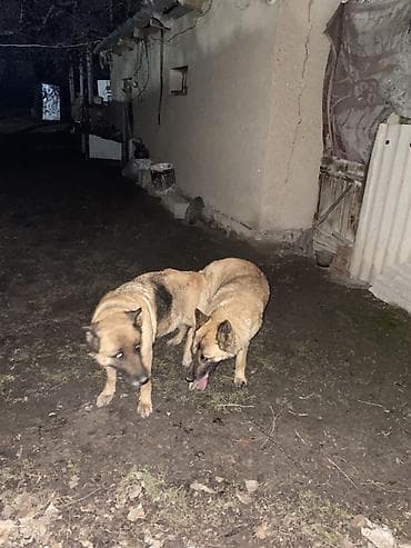 бельгиская овчарка: Овчарка, 1 месяц, Самка — 3