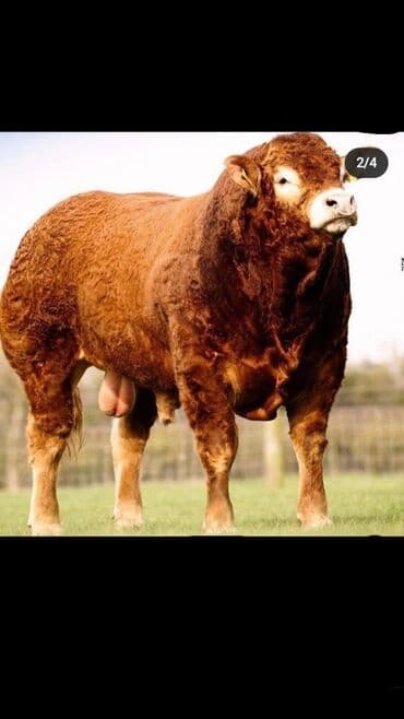 Услуги ветеринара: Искусственное осеменение коров, молочного, мясного направления — 2