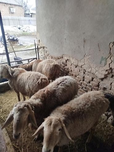 для баран: Продаю | Баран (самец) | Арашан | Для разведения | Племенные — 9